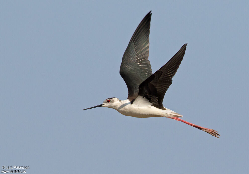 Échasse blanche