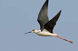 Black-winged Stilt