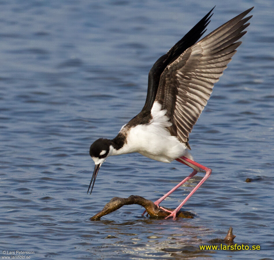 Black-winged Stilt