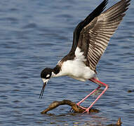 Black-winged Stilt