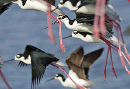 Black-winged Stilt