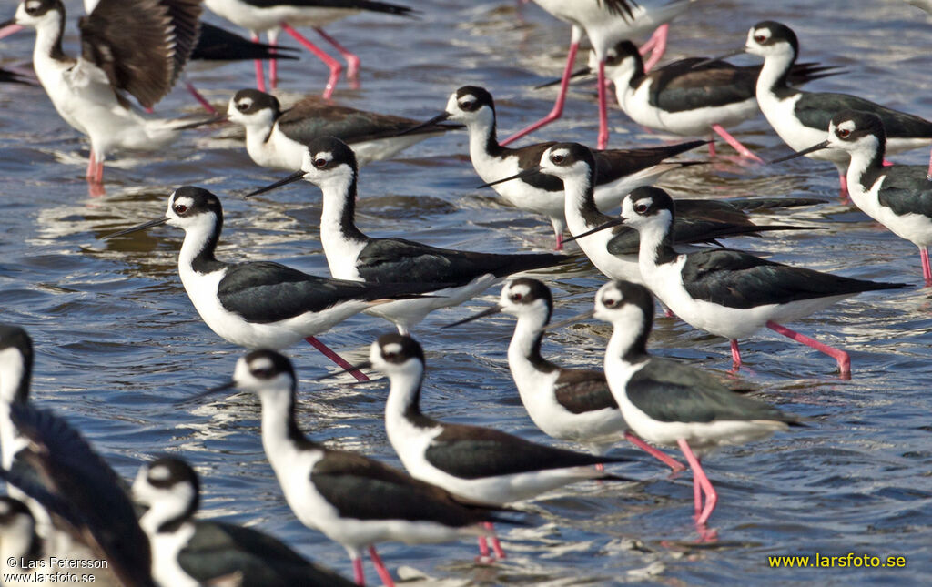 Black-winged Stilt