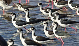 Black-winged Stilt