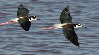 Black-winged Stilt