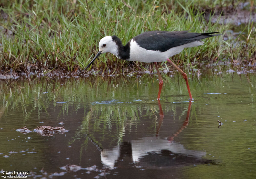Black-winged Stilt