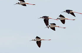 Black-winged Stilt