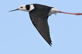 Black-winged Stilt