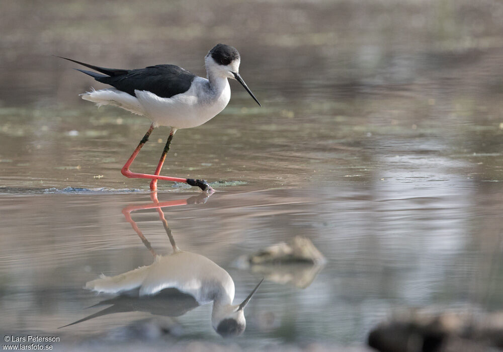 Échasse blanche