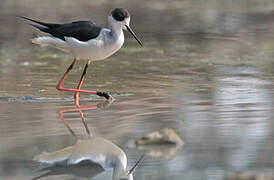 Black-winged Stilt