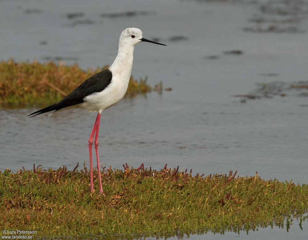 Black-winged Stilt