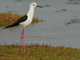 Échasse blanche