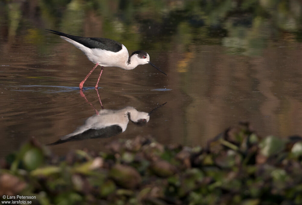 Black-winged Stilt