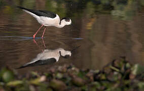 Black-winged Stilt