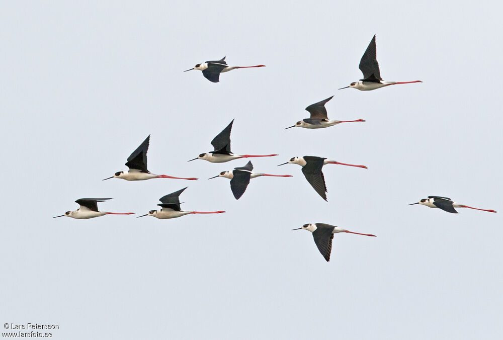 Black-winged Stilt