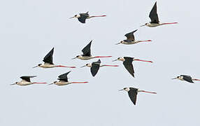 Black-winged Stilt