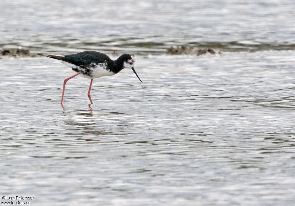 Échasse blanche