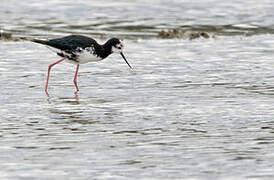 Black-winged Stilt