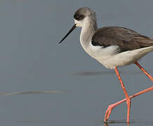 Black-winged Stilt