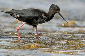 Black Stilt