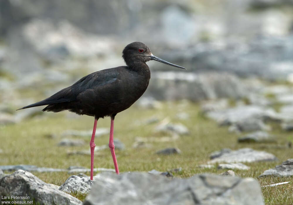 Black Stiltadult, identification