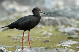 Black Stilt