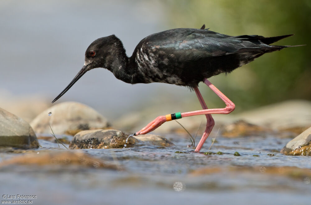 Black Stilt