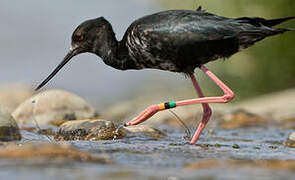 Black Stilt