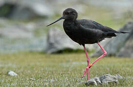 Black Stilt