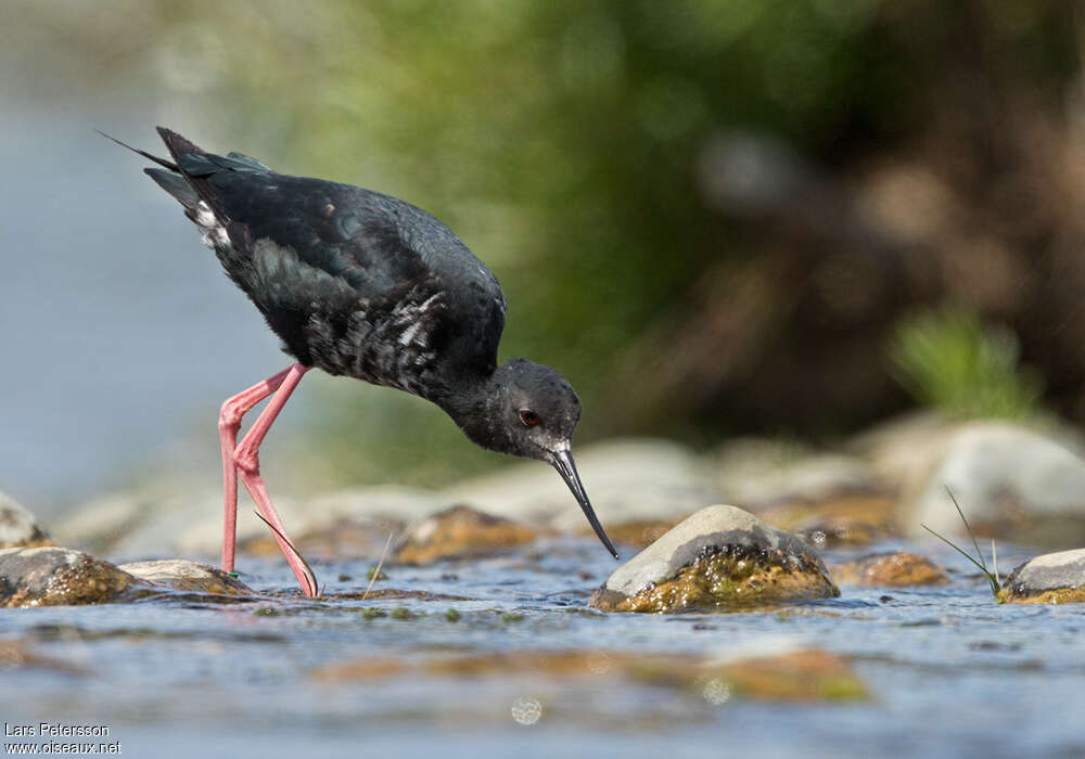 Black Stiltimmature, fishing/hunting