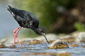 Black Stilt