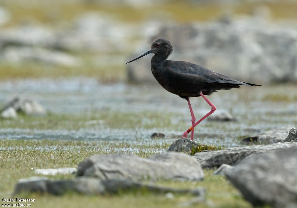 Black Stilt