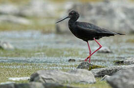 Black Stilt