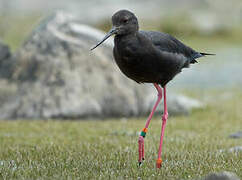 Black Stilt