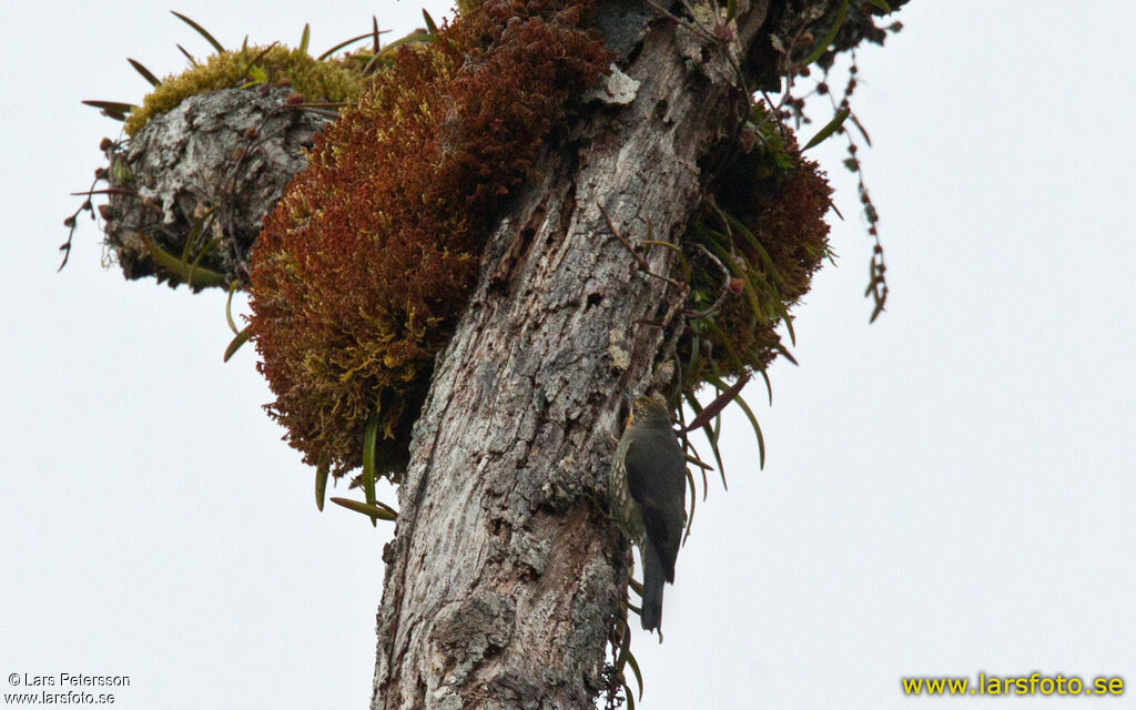 Papuan Treecreeper