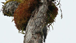 Papuan Treecreeper