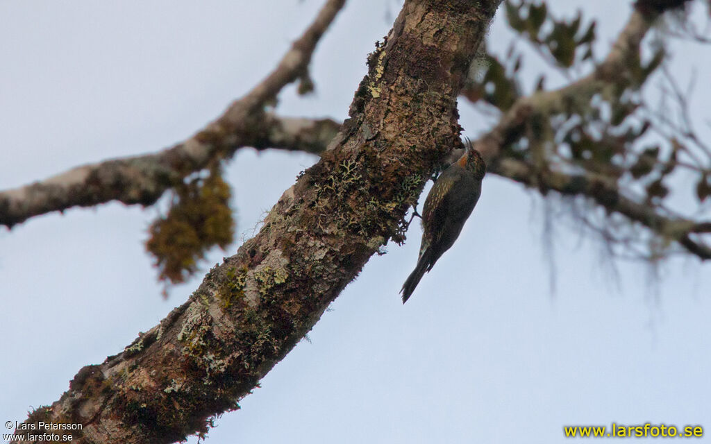 Papuan Treecreeper