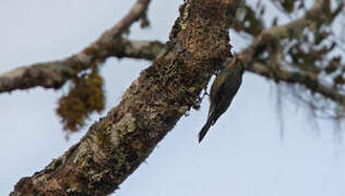 Papuan Treecreeper