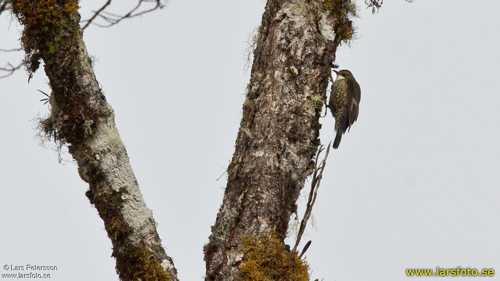 Papuan Treecreeper