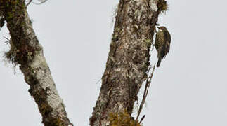 Papuan Treecreeper