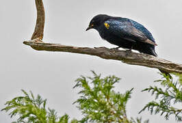 Black Cuckooshrike