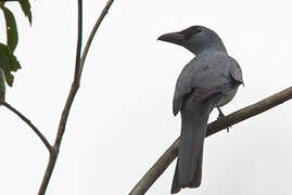 Stout-billed Cuckooshrike