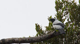 Hooded Cuckooshrike