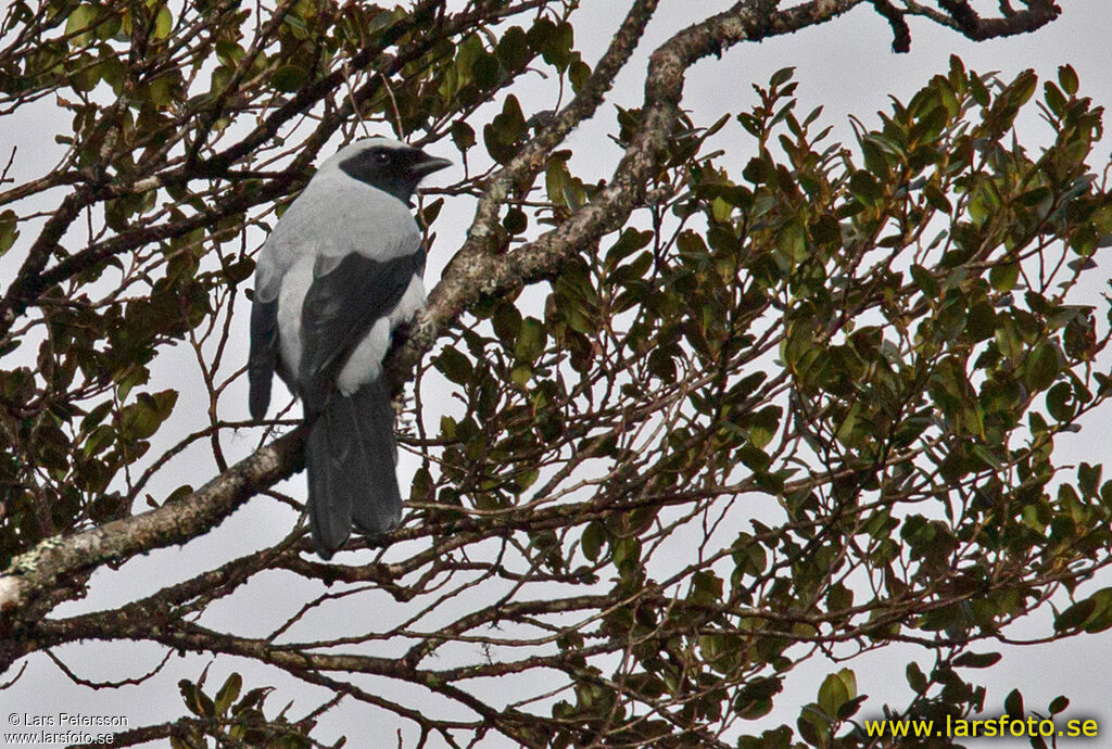 Hooded Cuckooshrike