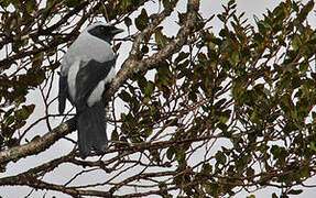 Hooded Cuckooshrike