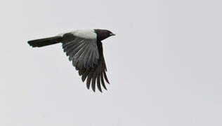 Hooded Cuckooshrike