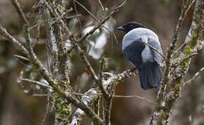 Hooded Cuckooshrike