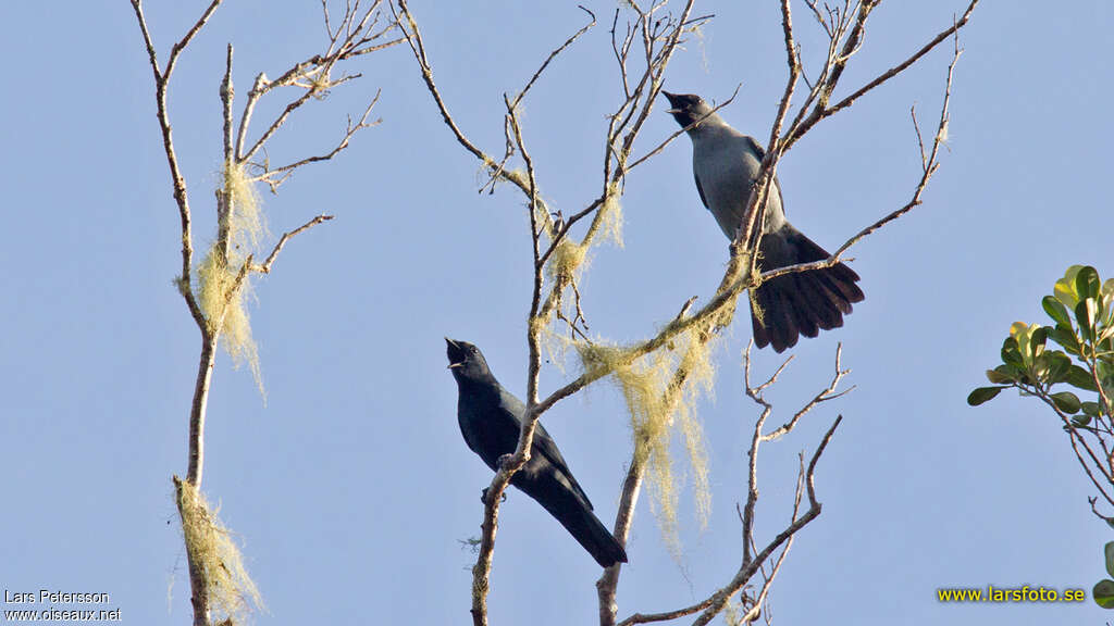 Black-bellied Cuckooshrike