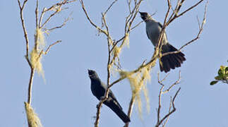 Black-bellied Cuckooshrike