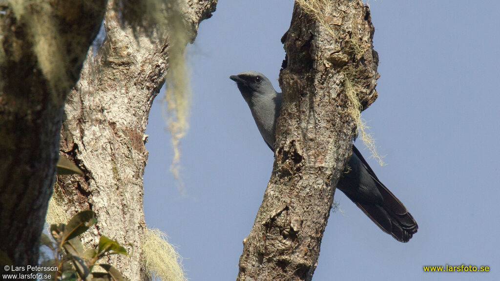 Black-bellied Cuckooshrike