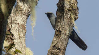 Black-bellied Cuckooshrike